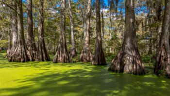 cypress trees growing in swamp