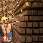 Worker inspecting stacked Douglas Fir timber at a lumber yard surrounded by large wood beams.